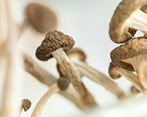 Magic Mushrooms