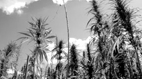 Hemp Farm