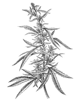 Twentieth Century Marijuana