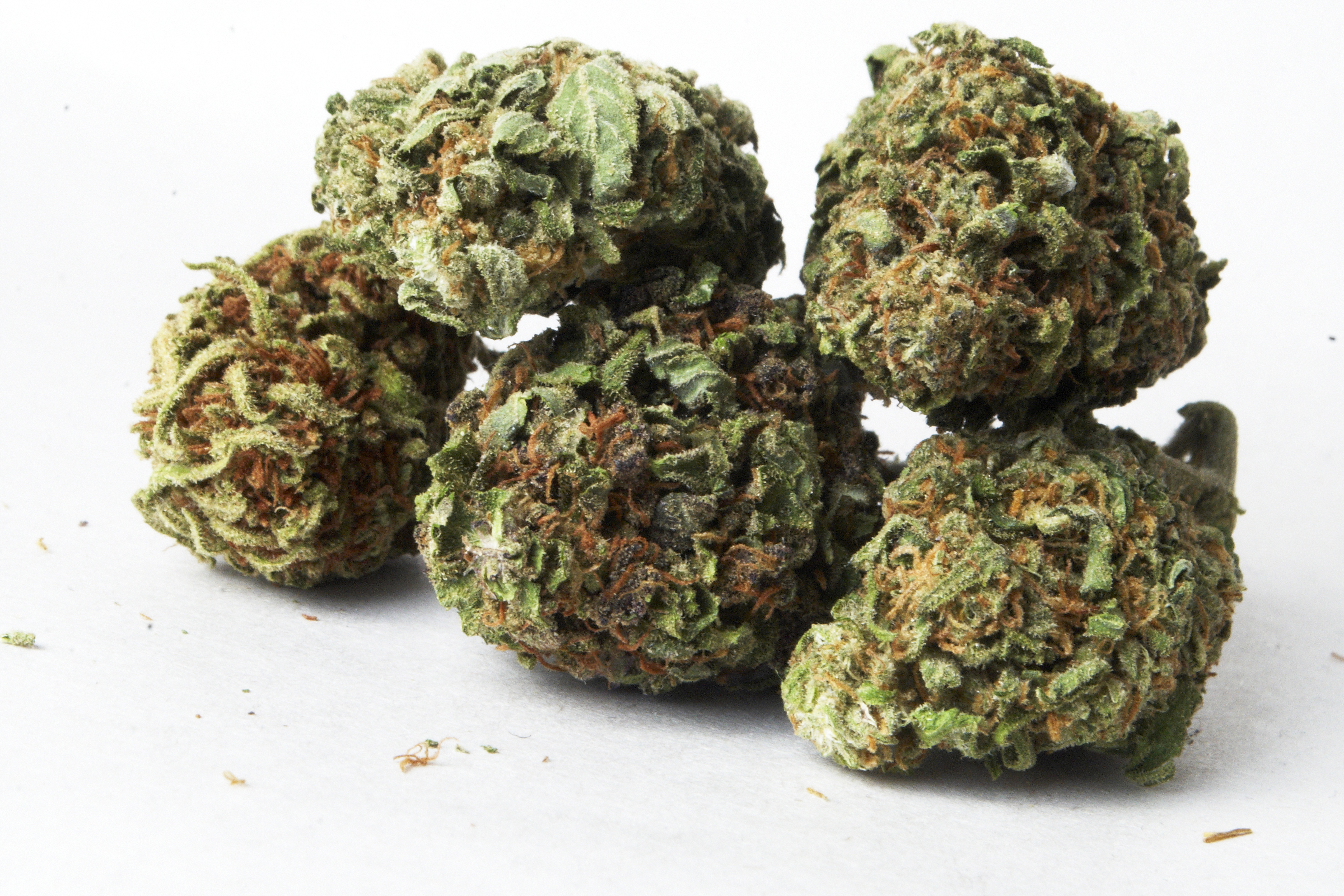 Marijuana buds