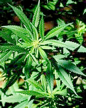 Marijuana in the wild