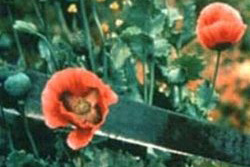 Heroin is Made from the Poppy Plant