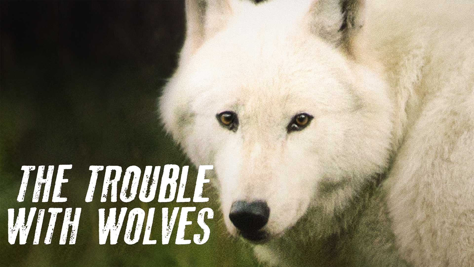 The Trouble With Wolves