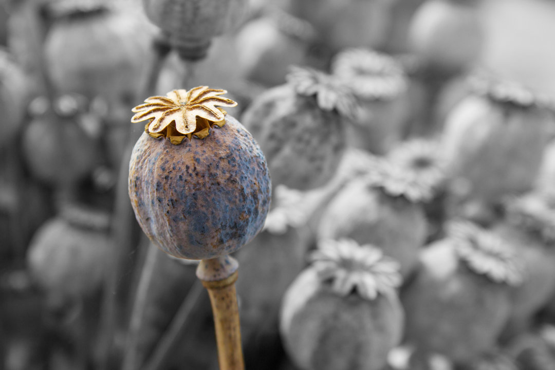 Poppy seed pod