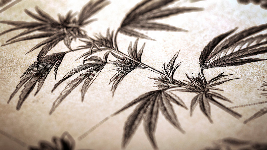 Info about marihuana