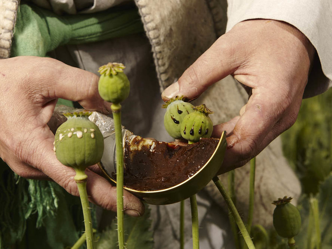 Collecting opium from the poppy