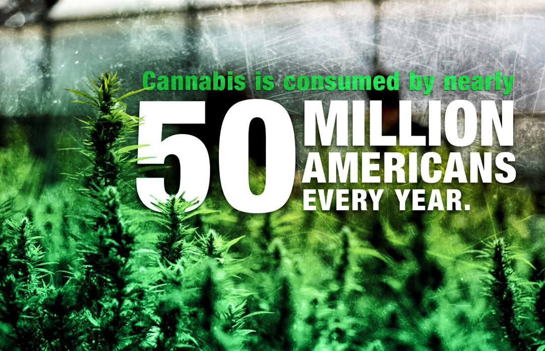 Cannabis is consumed by nearly 50 million americans every year.