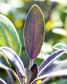 Salvia plant