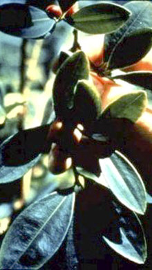 Coca leaf