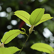 Khat