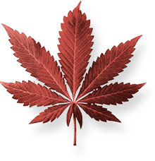 Marijuana is a mixture of dried-out leaves, stems, flowers and seeds of the hemp plant. It is usually green, brown or grey in colour.