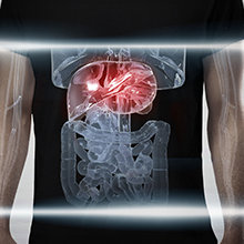 Liver