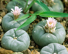 Mescaline cactai