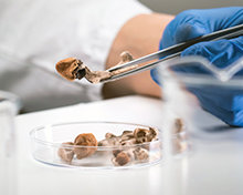 Psilocybin in a petri dish