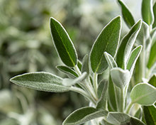 Salvia plant