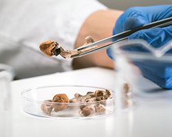 Psilocybin in a petri dish