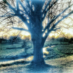 Image of a tree altered to look like the perceptual issues of someone on LSD