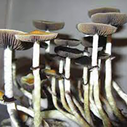 Psilocybin - Magic Mushrooms