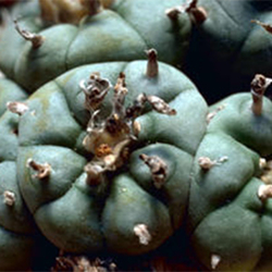 Peyote cactus