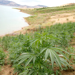 Cannabismark i Marokko.