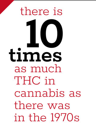 There is 10 times as much THC in cannabis as there was in the 1970s