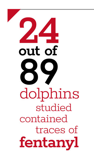 24 out of 89 dolphins studied contained traces of fentanyl statistic