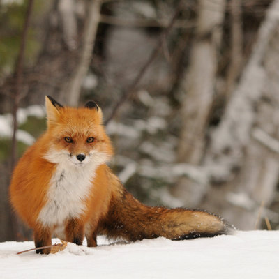 Never Let the Fox Guard the Chicken Coop
