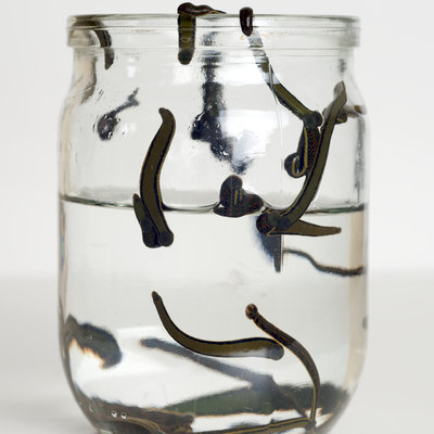 To Remini, Rinder, et al: Don’t Be a Leech