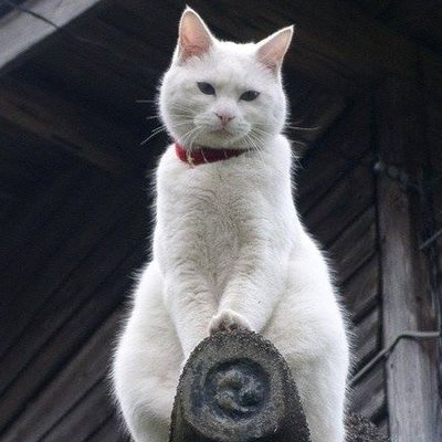 Don’t Take It Personally Or, What I Learned From My Cat