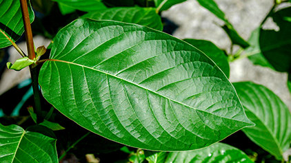 the truth about kratom en