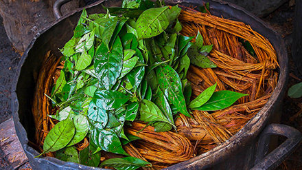 Dmtに関する全真実