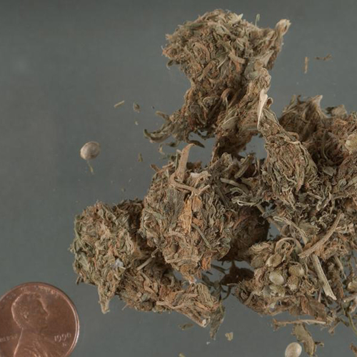 Flowering tops of cannabis tops