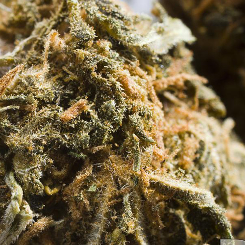 Close up of Skunk/Nederweed