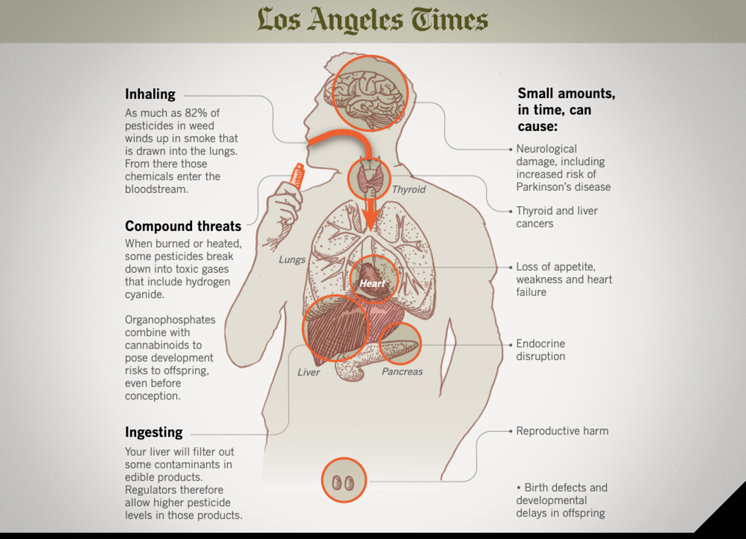 Effects created on people by cannabis sprayed with pesticides