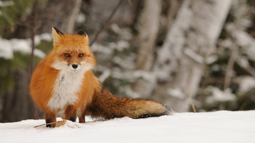 Never Let the Fox Guard the Chicken Coop | STAND