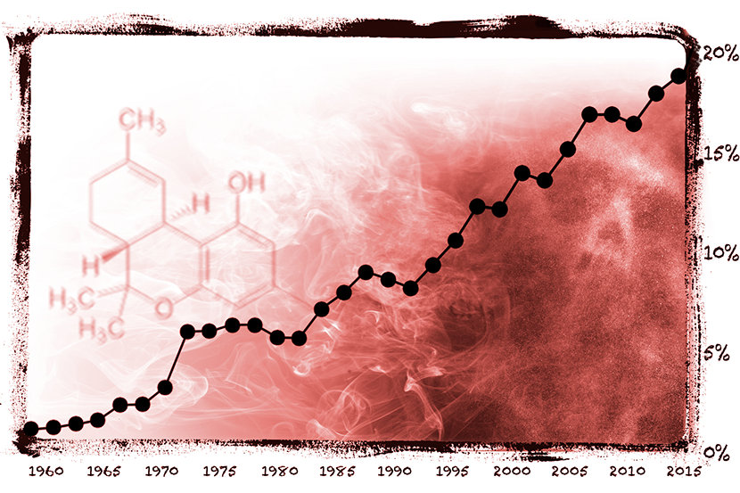 
The more THC, the more psychoactive the drug and the higher the potential for abuse, addiction, and other harmful effects.
