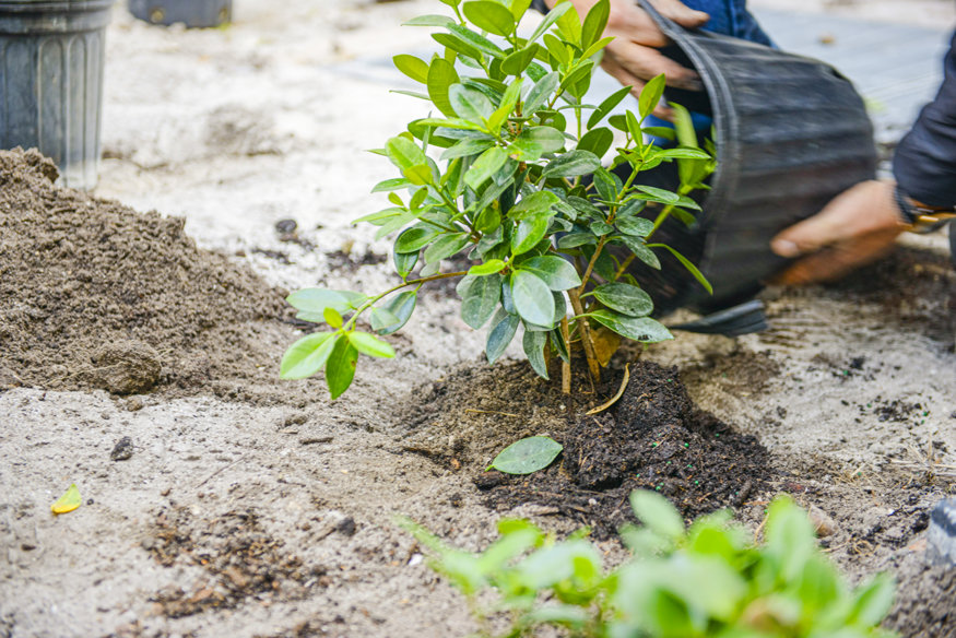 Crews planting evergreen Ficus along Gas Light Alley.