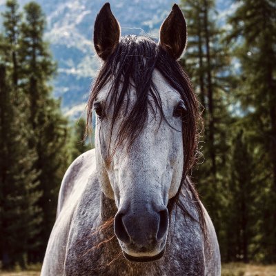 How Bigotry & Wild Horses Can Both Get Someone Hurt